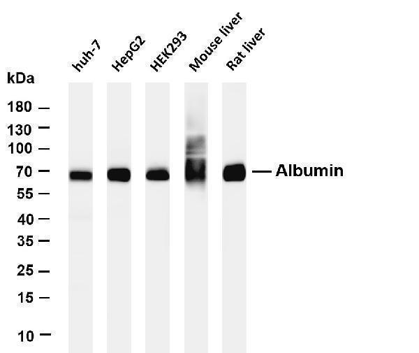 m01245 4 alb primary antibodies wb testing 1