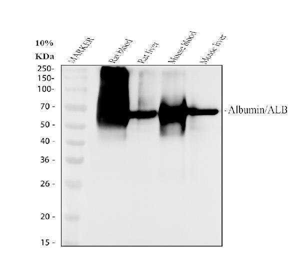 m01245 albumin primary antibodies wb testing 1