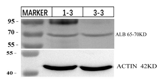 m01245 albumin primary antibodies wb testing 2