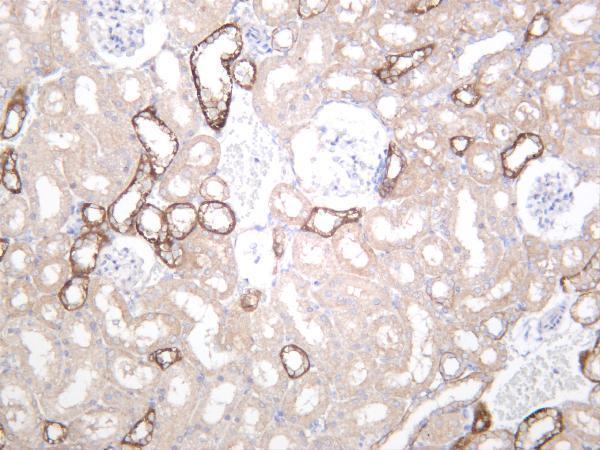 Rat kidney was stained with anti-OCLN rabbit antibody