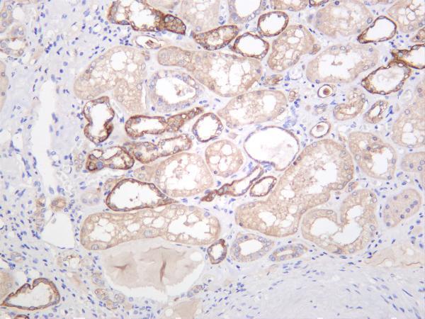 Human kidney was stained with anti-OCLN rabbit antibody