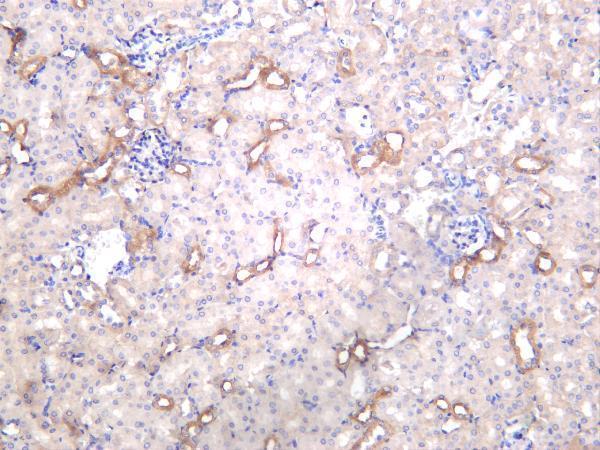Mouse kidney was stained with anti-OCLN rabbit antibody
