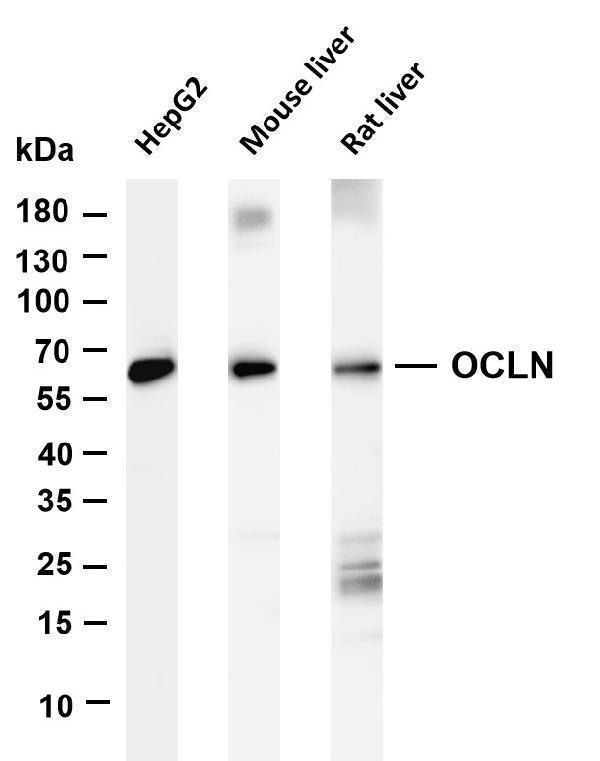 m01246 1 ocln primary antibodies wb testing 1