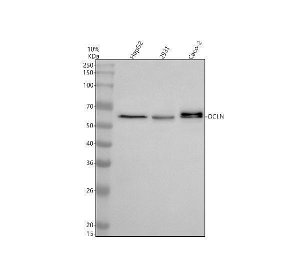m01246 ocln primary antibodies wb testing 1