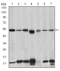 m01247 1 irak4 primary antibodyes wb testing 1