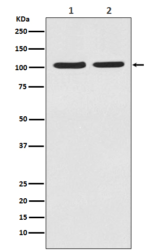 m01248 wb