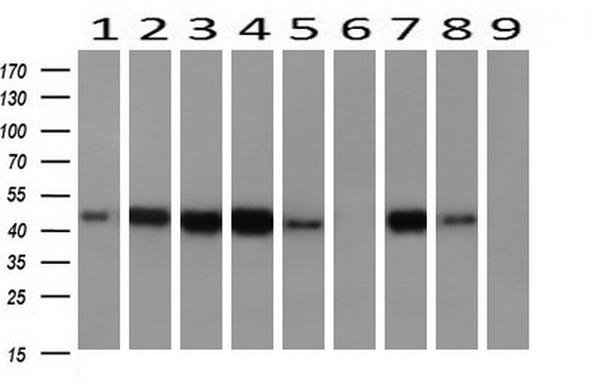 m01251 anti fetuin a ahsg mouse monoclonal antibody clone id oti2h2 wb testing 2