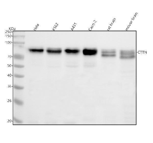 m01253 cttn primary antibodies wb testing 1