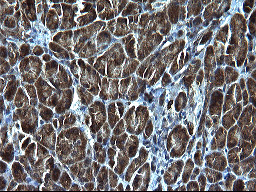 Immunohistochemical staining of paraffin-embedded Human pancreas tissue within the normal limits using anti-KITLG mouse monoclonal antibody