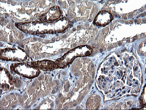 m01254 1 anti scf kitlg mouse monoclonal antibody clone id oti5f6 ihc testing 5