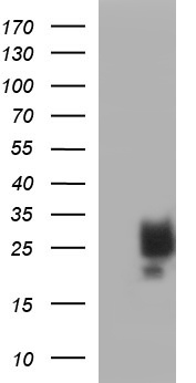 m01254 1 anti scf kitlg mouse monoclonal antibody clone id oti5f6 wb testing 1