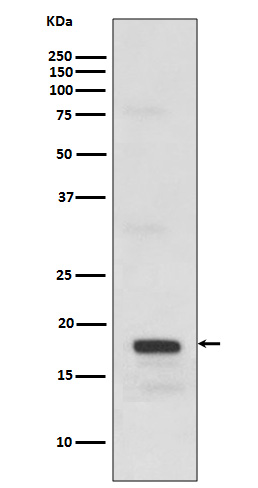 Western blot analysis of SCF expression in recombinant protein