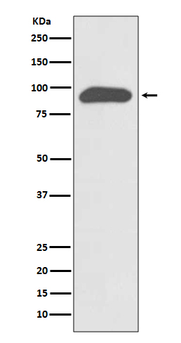 Western blot analysis of Chromogranin A expression in SH-SY5Y cell lysate