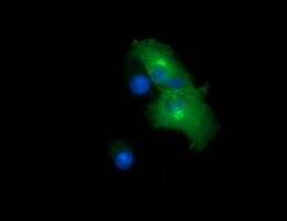 Anti-CHGA mouse monoclonal antibody (M01256-2) immunofluorescent staining of COS7 cells transiently transfected by pCMV6-ENTRY CHGA