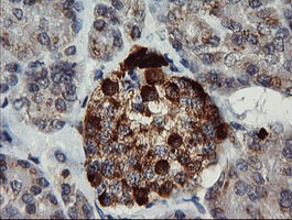 Immunohistochemical staining of paraffin-embedded Human pancreas tissue within the normal limits using anti-CHGA mouse monoclonal antibody