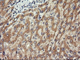 Immunohistochemical staining of paraffin-embedded Human liver tissue within the normal limits using anti-CHGA mouse monoclonal antibody