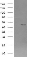 m01256 2 anti chromogranin a chga mouse monoclonal antibody clone id oti2e12 wb testing 1