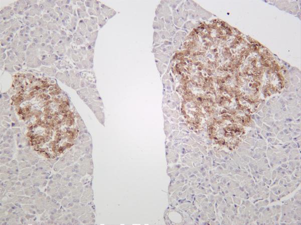 Rat pancreas was stained with anti-Chromogranin A rabbit antibody