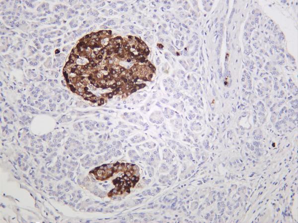 Human pancreas was stained with anti-Chromogranin A rabbit antibody