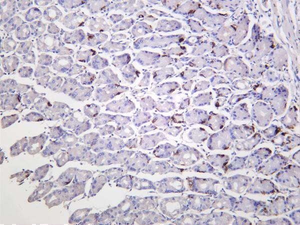 Human stomach was stained with anti-Chromogranin A rabbit antibody