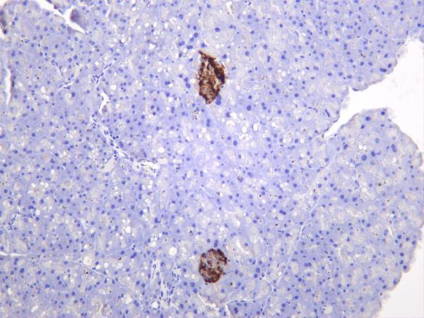 m01256 3 chga primary antibodies ihc testing 4