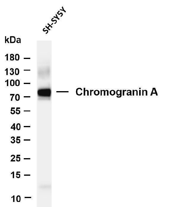 m01256 3 chga primary antibodies wb testing 1