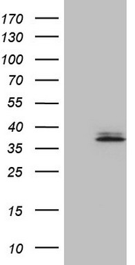 m01257 1 anti baff tnfsf13b mouse monoclonal antibody clone id oti7f12 wb testing 1