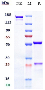 Anti-TNFSF13B/BAFF/CD257 Reference Antibody (belimumab) on SDS-PAGE under reducing (R) condition