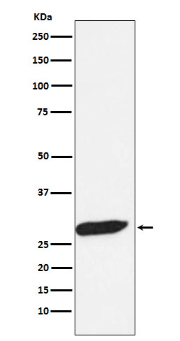 m01258 wb