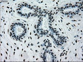 m01262 1 anti melanoma gp100 pmel mouse monoclonal antibody clone id oti10e5 ihc testing 11