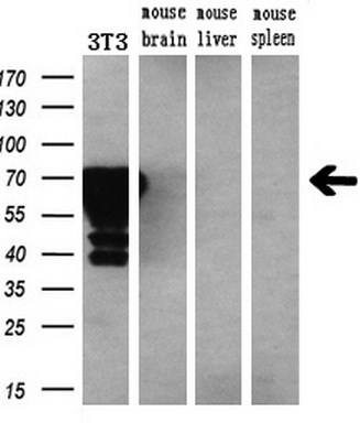 Western blot analysis of extracts (10ug) from a mouse cell line and 3 different mouse tissues by using anti-SILV monoclonal antibody (1:200)