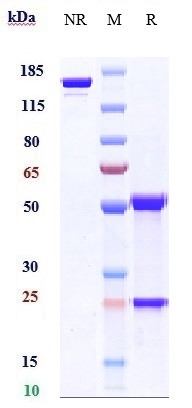 Anti-PMEL Reference Antibody (Genentech anti-PMEL17) on SDS-PAGE under reducing (R) condition