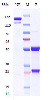 Anti-PMEL Reference Antibody (Novartis patent anti-PMEL17) on SDS-PAGE under reducing (R) condition
