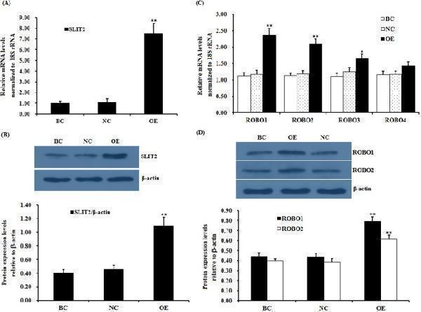 m01263 4 41598_2018_27601_fig1_html