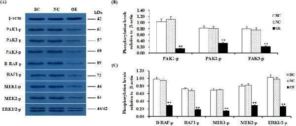m01263 4 41598_2018_27601_fig8_html