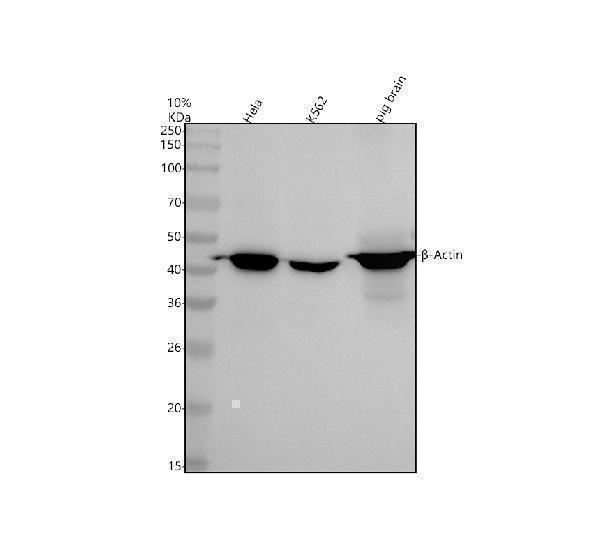m01263 4 _ actin primary antibodies wb testing 1