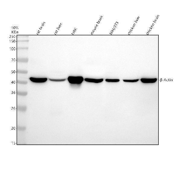 m01263 4 _ actin primary antibodies wb testing 2