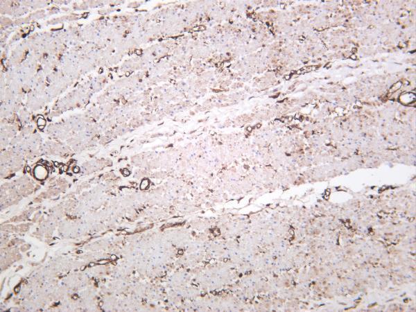 Human colon was stained with anti-β Actin rabbit antibody