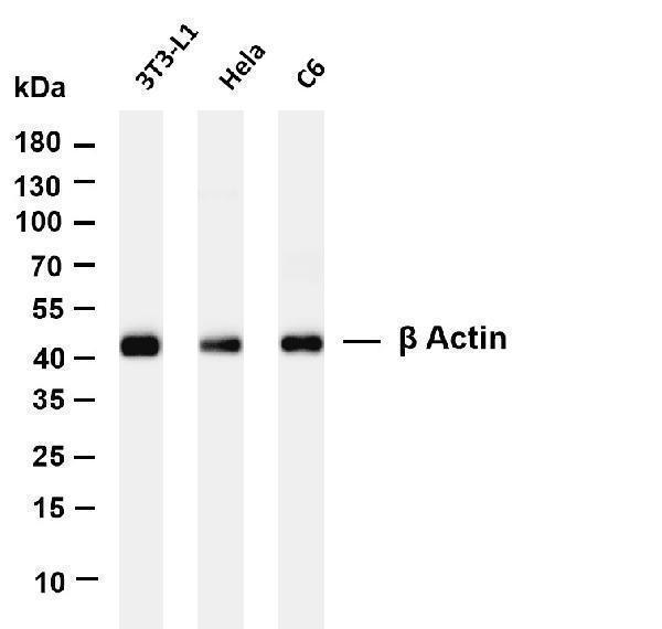 Various whole cell lysates were separated by 4-20% SDS-PAGE, and the membrane was blotted with anti-β Actin antibody