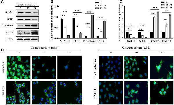 m01263 fphys 09 00941 g005