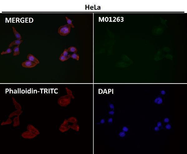 Cell Biology antibodies in immunocytochemistry