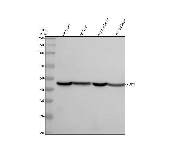 Western blot analysis of PDK1 using anti-PDK1 antibody (M01268)