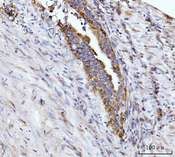 m01272 2 gls primary antibodies ihc testing 4