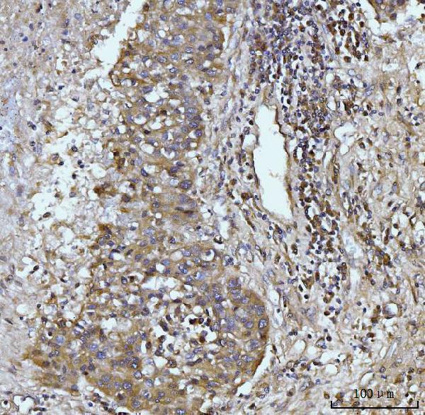 m01272 2 gls primary antibodies ihc testing 5