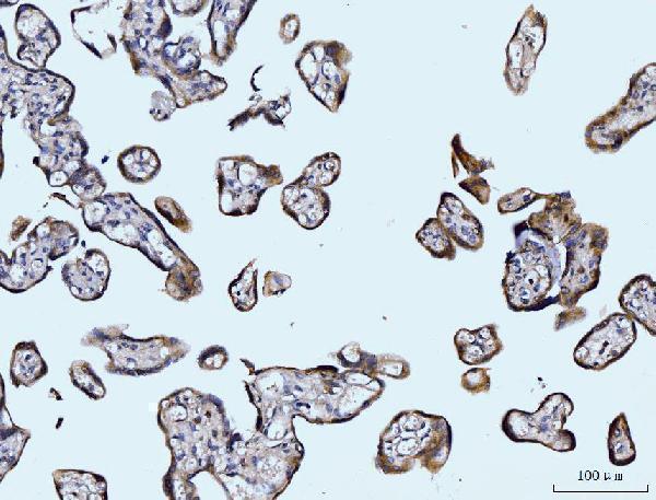 m01272 2 gls primary antibodies ihc testing 6