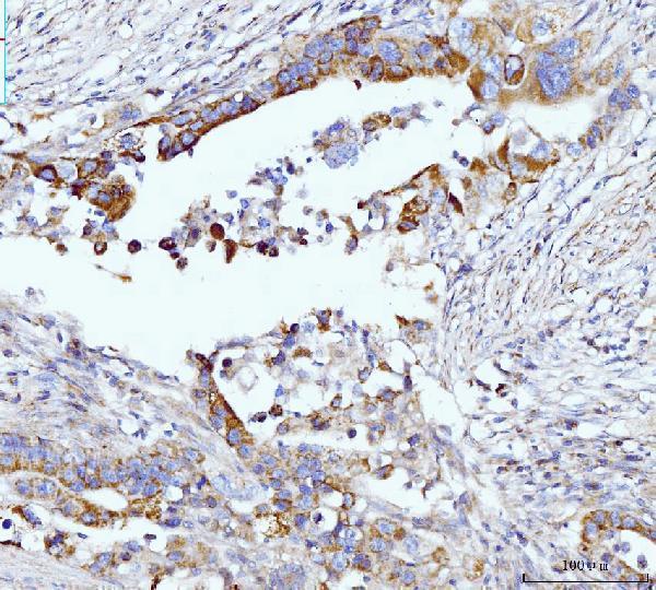m01272 3 gls primary antibodies ihc testing 4