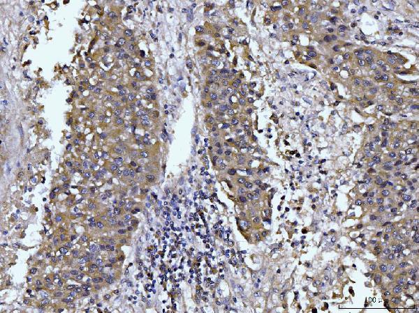 m01272 3 gls primary antibodies ihc testing 6