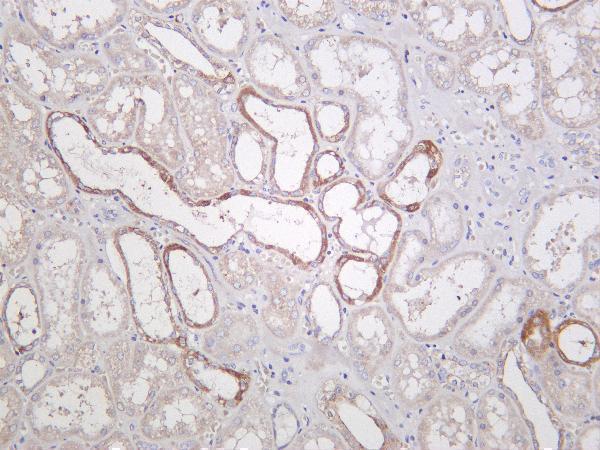 Human kidney was stained with Anti-Glutaminase C rabbit antibody