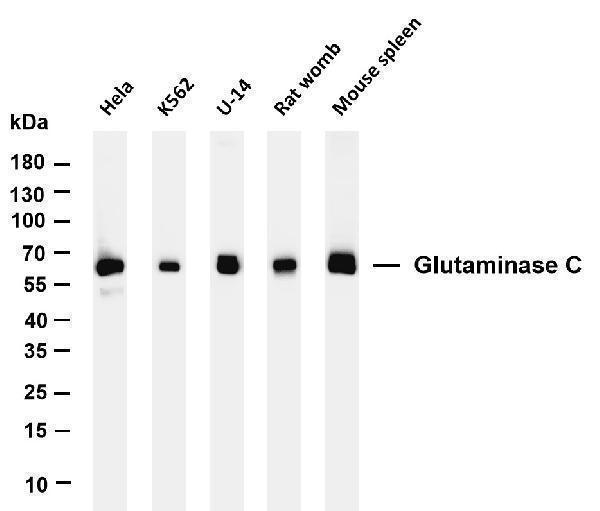 m01272 4 gls primary antibodies wb testing 1
