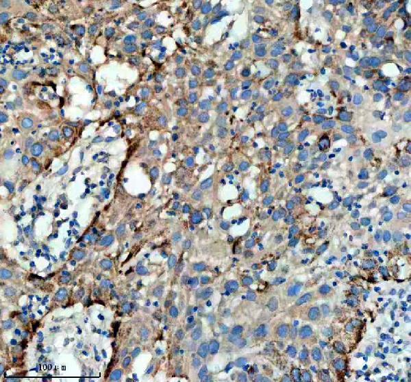 m01272 gls primary antibodies ihc testing 1